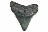 Juvenile Megalodon Tooth - South Carolina #370093-1